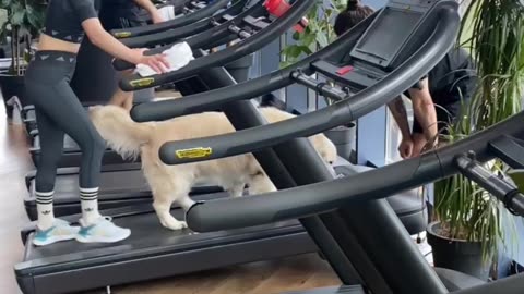 Woman and Dog Walk on Treadmill