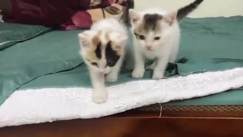 Cute Kittens - Funny and Cute Cat Videos
