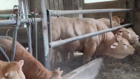 Cow Plays with Handler