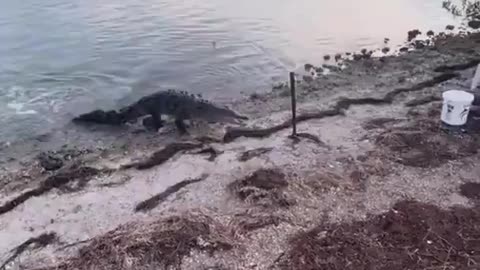 Alligator Chases Fisherman After He Catches Fish