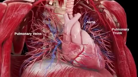 Rhythmic dance between the heart and diaphragm Credit: SciePro