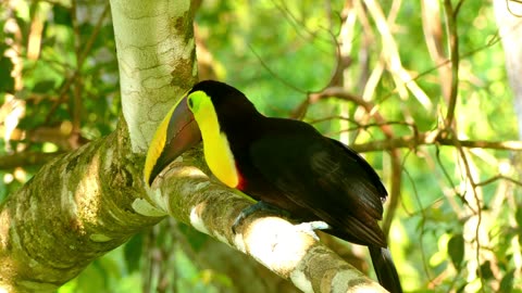 The keel-billed toucan