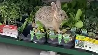 Just A Rabbit At Walmart