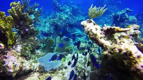 4K- The most beautiful coral reefs and undersea creature on earth