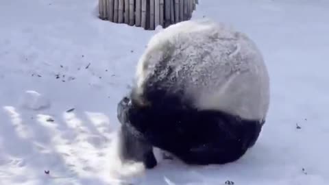 cambalhotas de panda