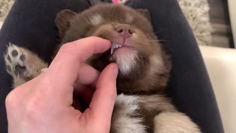 Best Bowtie Pomsky Love - Baloo Chocolate 1st Generation Pomsky Puppy So Stinkin' Cute!