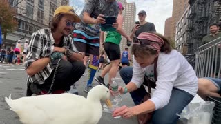 Wrinkle the Duck Runs NYC Marathon