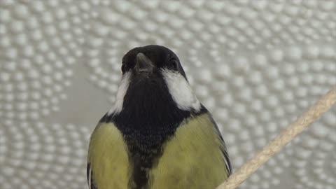 The great tit