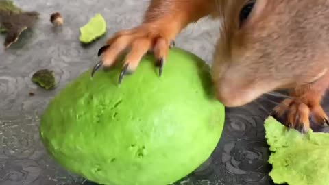 Squirrel Perfectly Peels Avocado