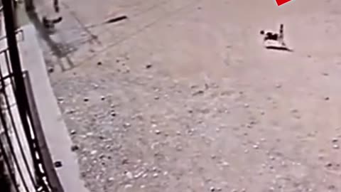 Brave Cat Saves Mother Hen from Dog Attack