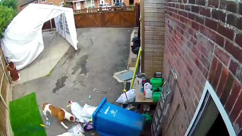 Woman Falls While Trying to Pack Down Garbage