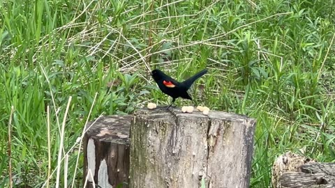 Redwing Blackbird carries home a peanut 😊