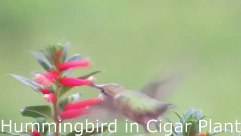 Hummingbird in Cigar Plant