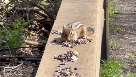 Chippy at the all you can eat buffet