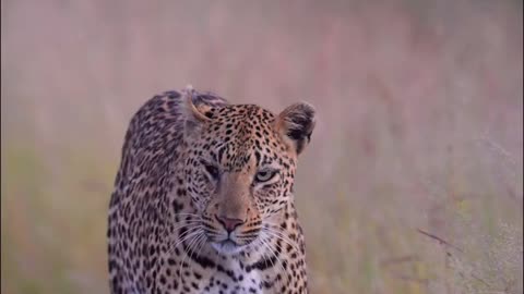 One eye leopard walking like a king 👑