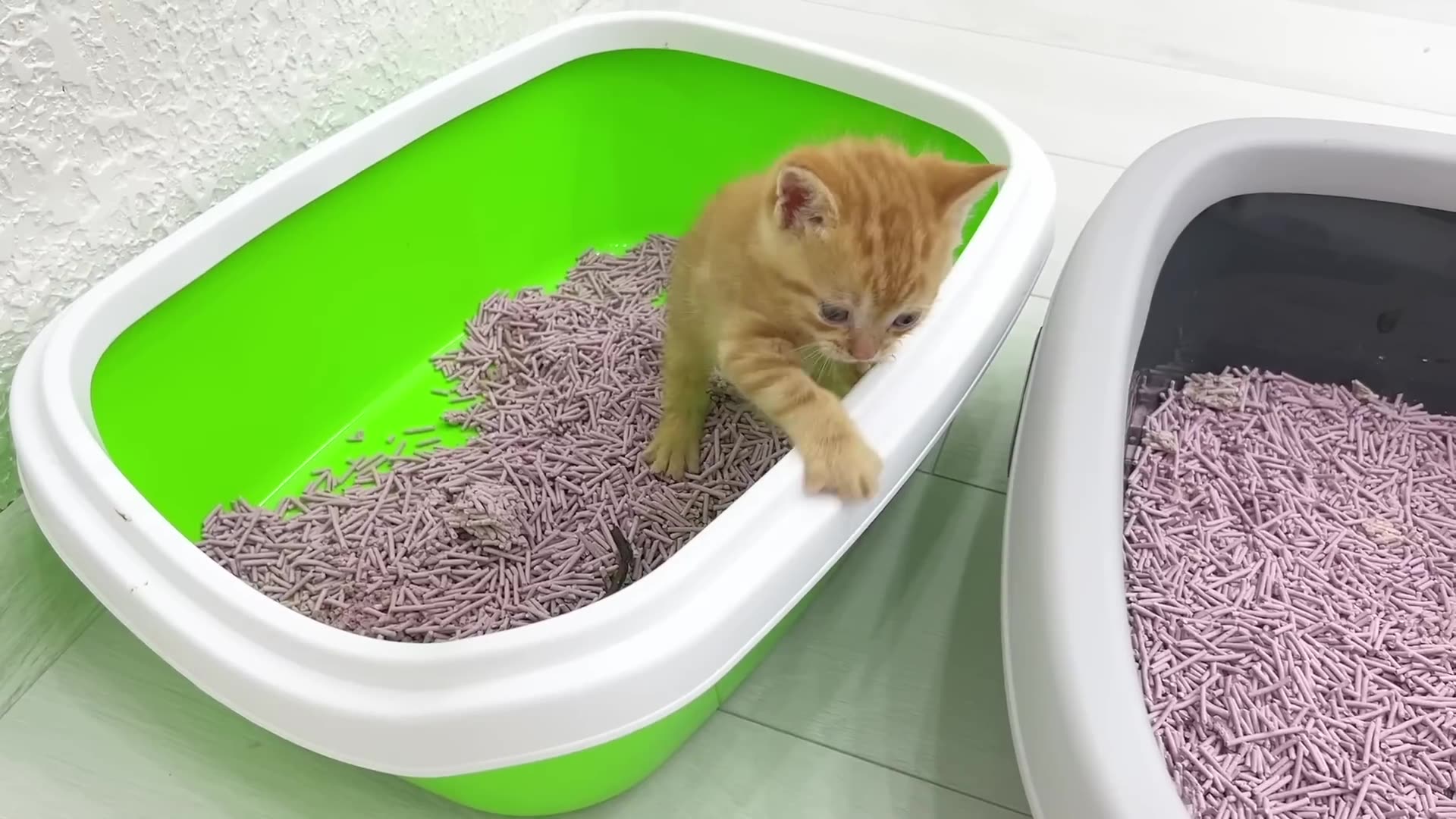 How little kittens learn to go to the litter box