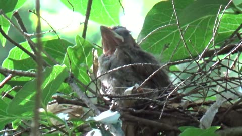 Cardinal Chick