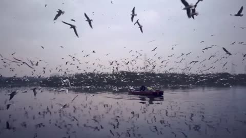 Flying Seagulls.