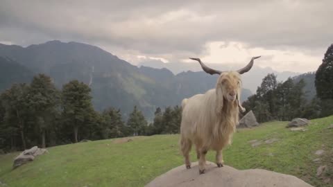 Mountain Majesty: Discovering the Markhor | 4K Ultra HD