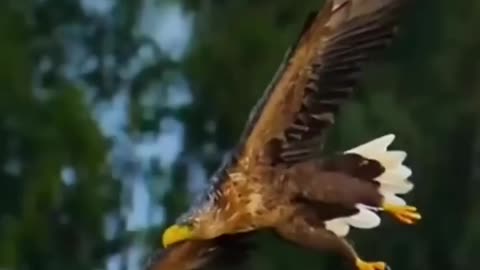 You will never see an eagle chase a butterfly.#eagle