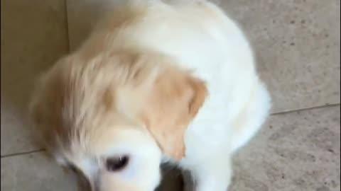 Golden Puppy Tries 🍓 Strawberry For The First Time!