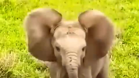 Baby elephant 😍😂😘 #shorts