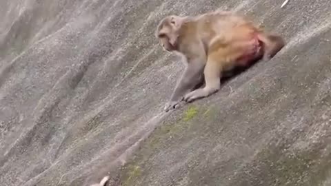 Momma Monkey Just Wants To Live Her Life