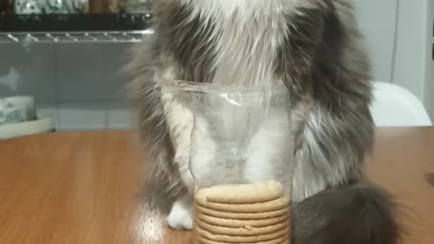 Cat Doesn't Want Your Cookies