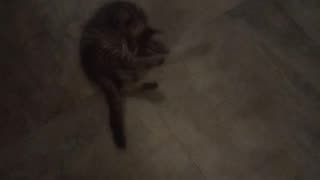 Cat plays