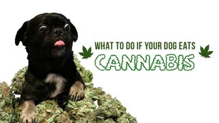 What to do and how you can tell if your dog eats cannabis?
