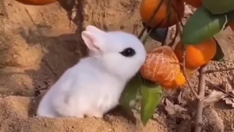 Best Funny Animal Videos of the year, funniest animals ever. relax with cute animals video