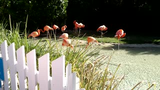 Sleeping flamingos