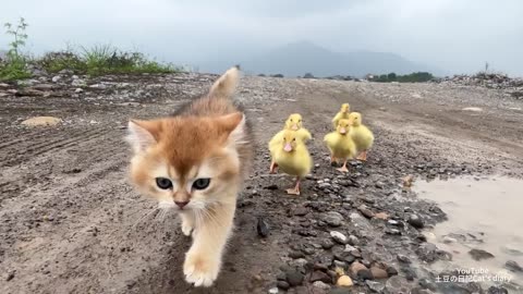 The amazing kitten raises six ducklings. The mother duck is too lazy.