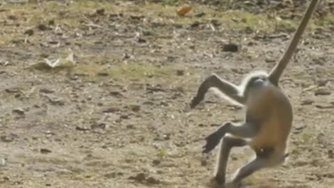 Funny monkey videos that will make you laugh so hard 🤣🤣