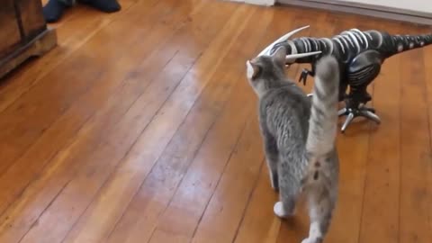 Funny Animal Video (Cat vs Gun)