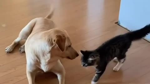 The cat knows how to defend itself, but the dog started first