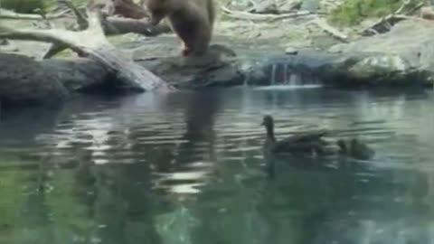 Bear eating ducklings in front of children!