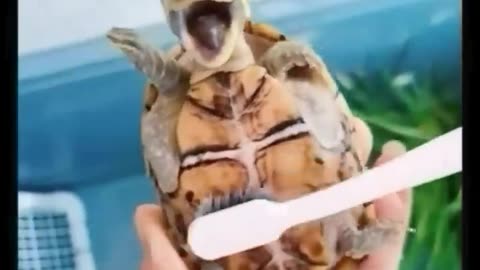 Cute and funny animal video 🤣