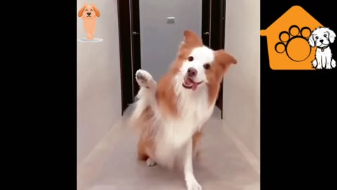 Cute dog loves dancing