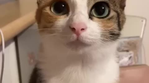 KITTEN MEOWING TO ATTRACT YOU