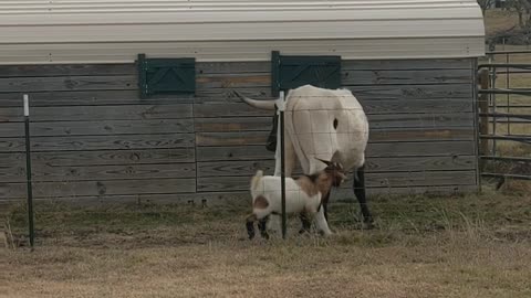 Fudge the goat pestering Ranger