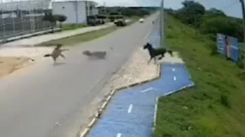 CATASTROPHIC! A SPEEDING MOTORCYCLIST CRASHES INTO A HORSE CROSSING THE ROAD🤯🤯🤯🤯
