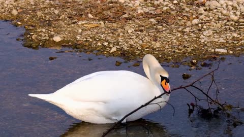 "Swan Symphony: Exploring the Grace and Grandeur of Swans"