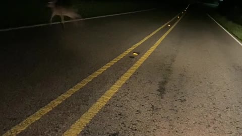 Confused Fawn Runs Toward Headlight