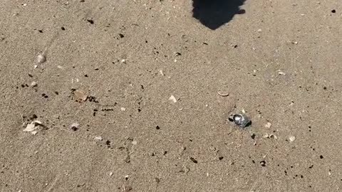 Rattling Beach Battle: Man Takes on Fearless Rat