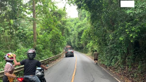 WILD ELEPHANTS ON THE ROAD! Short clip of Khao Yai National Park - BEST WILDLIFE AREA IN ASIA?