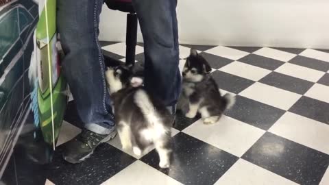 Best Bowtie Pomsky Love - 8 Weeks old Pomsky Puppy F1(first generation)