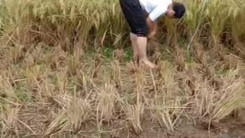 Indonesian farmers are harvesting rice