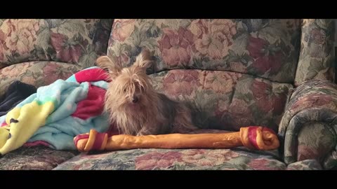 Yorkie Guarding Her Bone