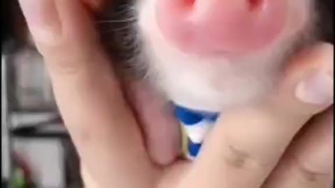 A little baby pig🥰